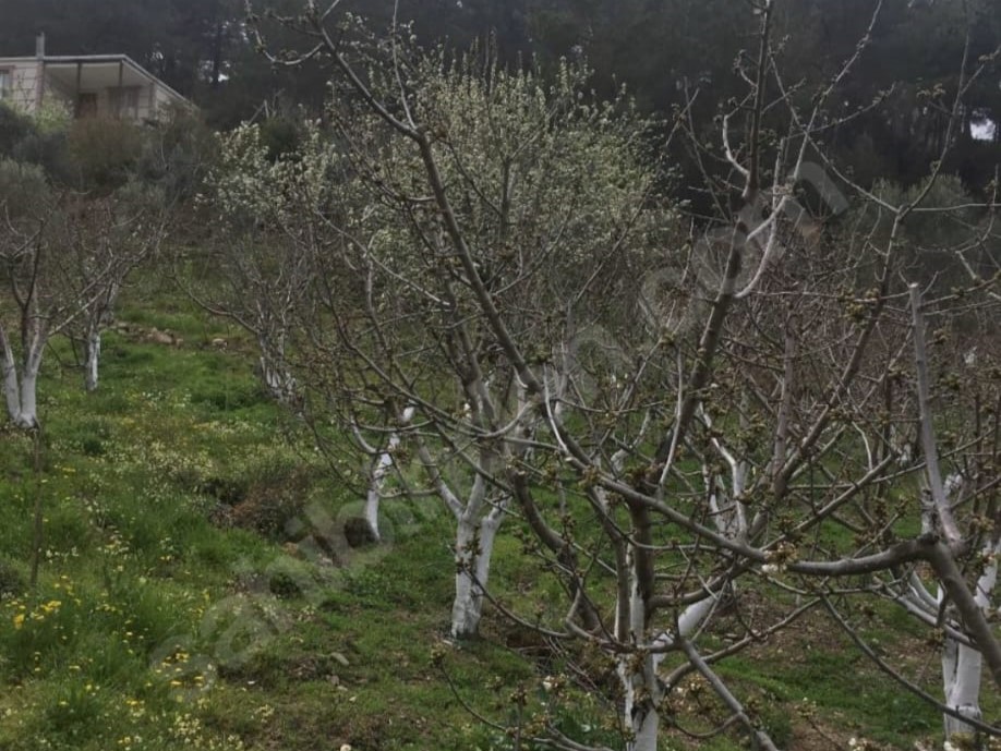 Çınar Gayrimenkul